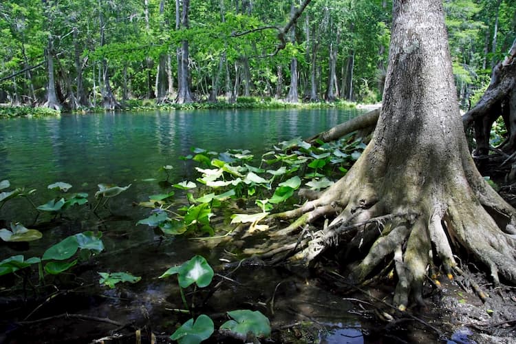 Florida State Park river