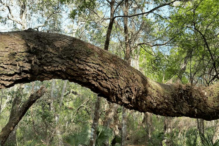 Florida state bark branch