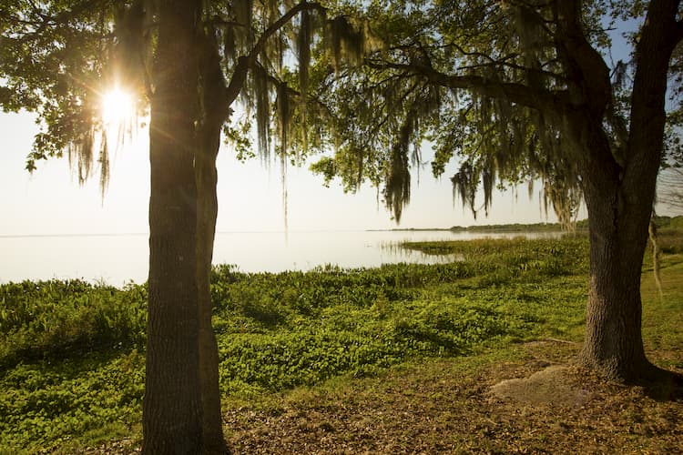 Florida state park trees