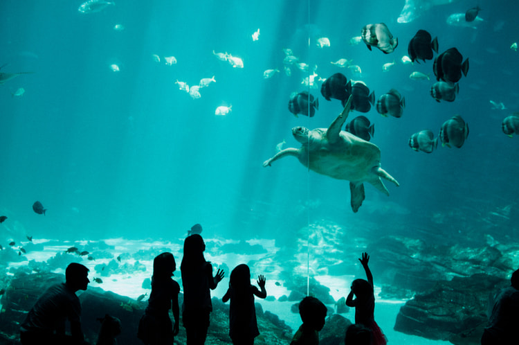 Crowd gathered at aquarium tank looking at a sea turtle.