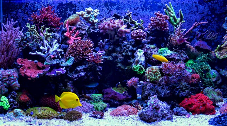 A colorful and vibrant coral reef with reef fish.
