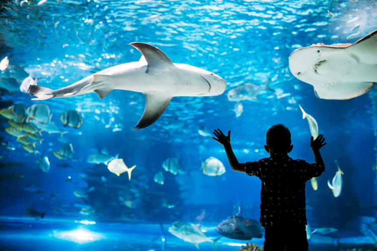 Child pressed against aquarium fish tank glass looking at sharks and stingrays.