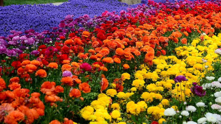 A field of flowers stretching into the distance in rainbow order, from yellow to purple