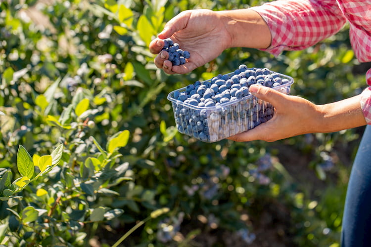 Someone picks blueberries from a bush, putting them into a basket of berries