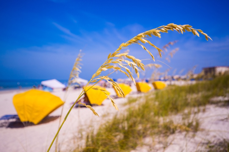 Sea oats and yellow umbrellas over lounging chairs at Madeira Beach