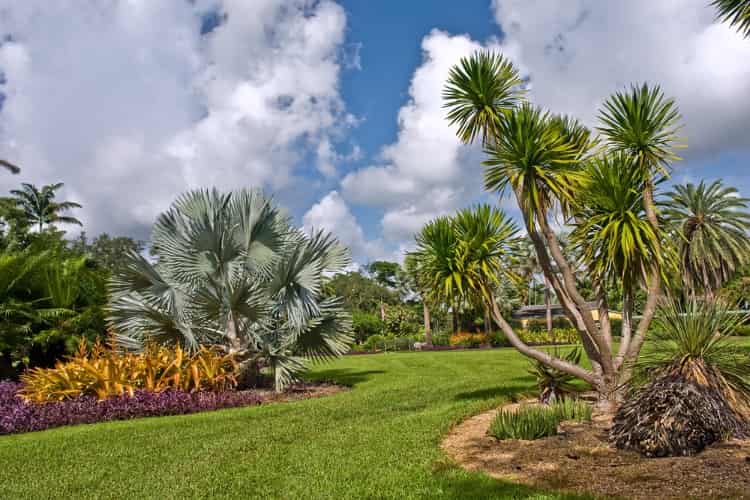 Palm trees and tropical plants at the Fairchild Tropical Botanic Garden in Miami, Florida