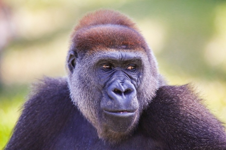 A closeup of a gorilla at the Monkey Jungle in Miami, Florida