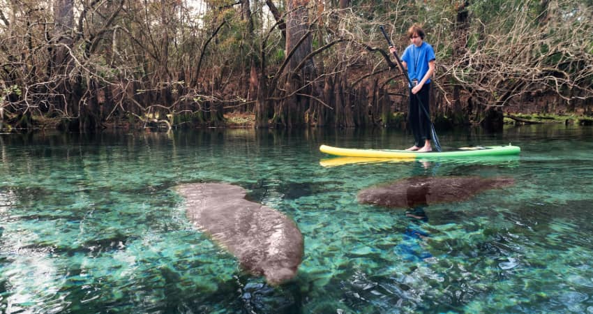 a teen paddleboards on a river with manatees