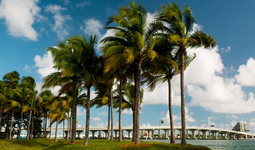 Palm trees in Bayfront Park 