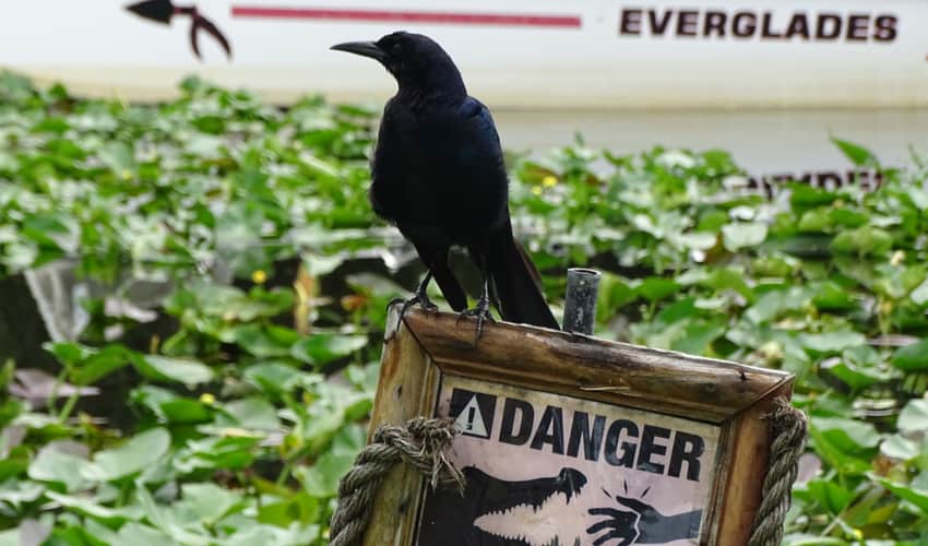 A crow perched on a "danger" sign in the Everglades
