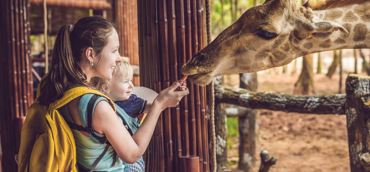 a mother and her child gently feed a giraffe at a zoo