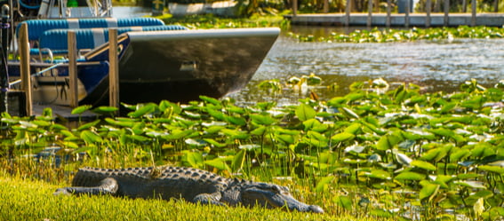 alligator lounging in the everglades with an airboat in the background