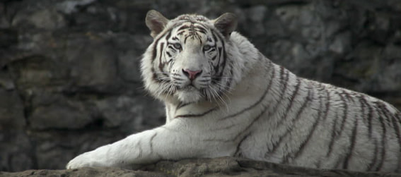 white tiger laying in an enclosure